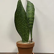 Whale Tail Snake