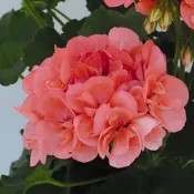 Geranium Patriot Salmon 10″ Hanging Basket