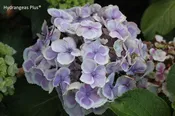 Hydrangea Macrophylla Wedding Ring