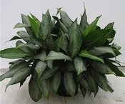 10" Aglaonema Silverado