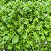 Mazus reptans Purple <br>(Cupflower) <br>Flat of 18 Cells
