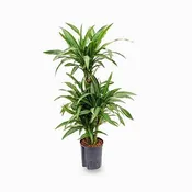 10" Dracaena Warneckii Ulises
