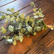 Hanging Eucalyptus for the Shower