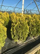 Amber Gold Arborvitae