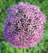 Alliums – Gladiator