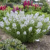 Amsonia String Theory 1 Gallon