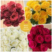 100 Choose Your Colors Bulk Roses - Mother's Day Wholesale
