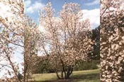 Halesia monticola Pink Mountain Silverbell