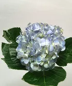 Blue Hydrangea
