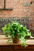 Golden Pothos