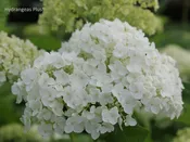 Hydrangea Arborescens Annabelle