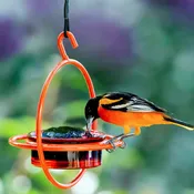 Humble Bold Bird Feeder, Orange