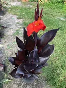 Canna 'Australia' — Excelsa Gardens