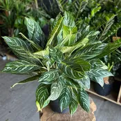 Aglaonema Golden Madonna 10"