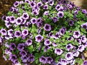 Petunias