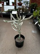 10" Euphorbia Lactea White Ghost