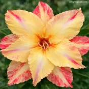 Adenium Golden Star, Desert Rose, Grafted