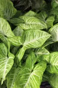 Arrowhead Plants