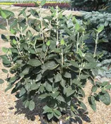 Allegany Viburnum (Viburnum rhytidophyllum 'Alleghany') - 3 gallon 18-24"
