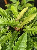 Philodendron 'Jungle Boogie' — Excelsa Gardens