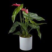 Anthurium Plant