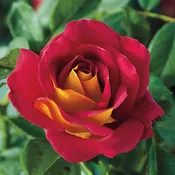 Rose 'Ketchup & Mustard'