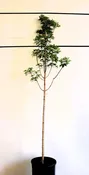 Acer saccharum ‘Bailsta’