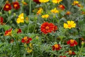 4.5" Marigold Assorted — Farmington Greenhouse MN