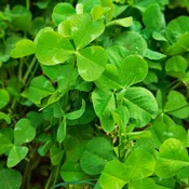Domino Ladino Clover