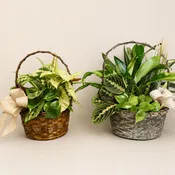 Mixed Basket Planter