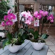 Phalaenopsis Orchid Planter