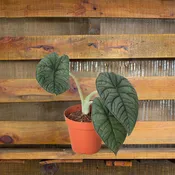 Alocasia Melo