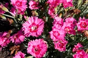 ‘Paint The Town Fancy’ Pinks