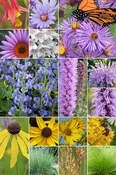32 Plant Songbird Garden