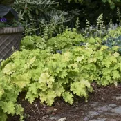 ‘Apple Twist’ Coralbells