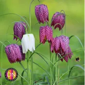 Chess Flower Fritillaria Flower Bulbs