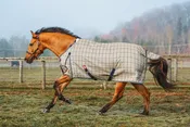5/A Baker Heavy Weight Turnout Blanket 400 Gram
