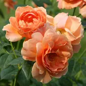 AT LAST® Rose | Proven Winners®