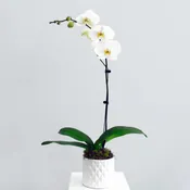 Large Potted Orchid Plant
