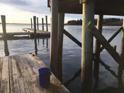 Live Marine Biology Kit | Gulf of Maine Invertebrates & Seaweeds | Gulf Of Maine, Inc.