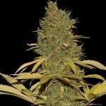 Badazz Cheese Feminized Seeds - Kind Seed Co