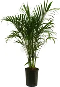 10″ Cat Palm