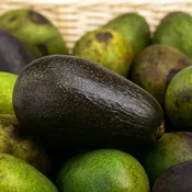 Fuerte Avocado Tree