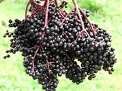 BOB GORDON Elderberry