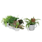 4" Tropical Mix - Coffee Mug G2368