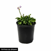 August Moon Hosta