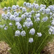 Amsonia 'String Theory'