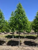 Afterburner® Tupelo | Nyssa sylvatica 'David Odom' — Northwest Shade Trees