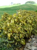 Gorgeous Giant Tropical Shrub (sanchezia speciosa)