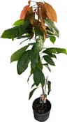 Trinitario Cacao Red Chocolate Tree Orange
